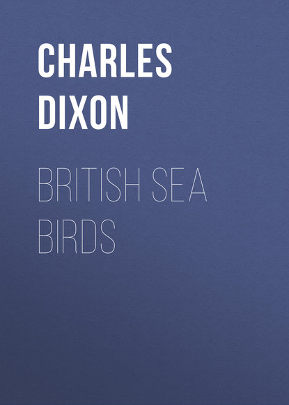 British Sea Birds