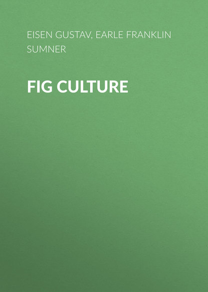 Fig Culture
