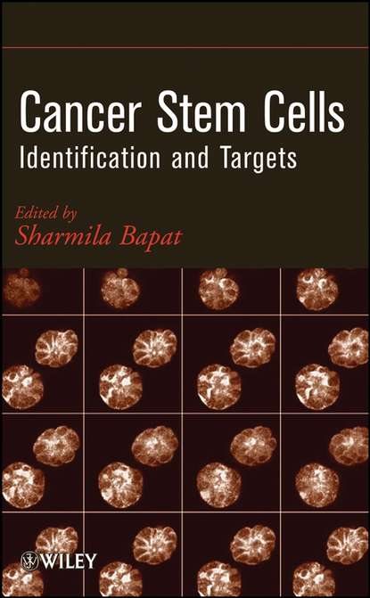 Cancer Stem Cells. Identification and Targets