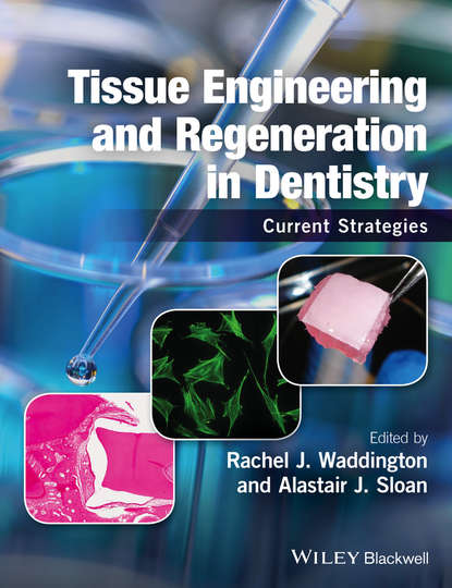 Tissue Engineering and Regeneration in Dentistry. Current Strategies