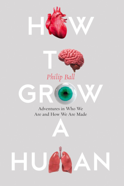How to Build a Human: Adventures in How We Are Made and Who We Are