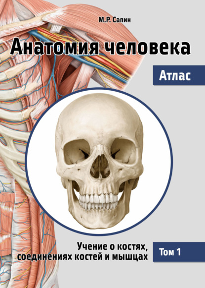 Первый атлас анатомически точных рисунков костей мышц и внутренних органов был создан кем