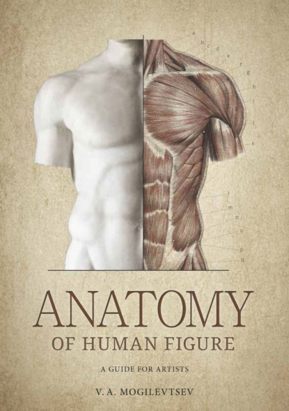 Anatomy of Human Figure. A Guide For Artists