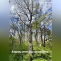 Восемь пятниц на неделе