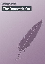 The Domestic Cat