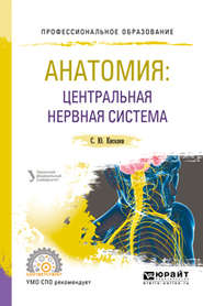 Анатомия: центральная нервная система. Учебное пособие для СПО