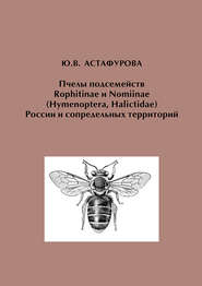 Пчелы подсемейств Rophitinae и Nomiinae (Hymenoptera, Halictidae) России и сопредельных территорий