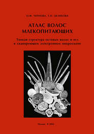 Атлас волос млекопитающих. Тонкая структура остевых волос и игл в сканирующем электронном микроскопе