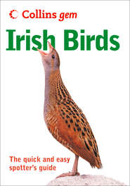 Irish birds