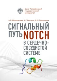 Сигнальный путь Notch в сердечно-сосудистой системе