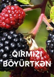 QIRMIZI BÖYÜRTKƏN