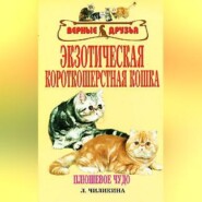 Экзотическая короткошерстная кошка