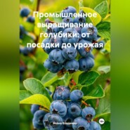 «Промышленное выращивание голубики: от посадки до урожая»