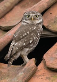 Гнездо сыча на чердаке