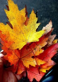 Большое поэтическое путешествие в страну детства и сбывшейся мечты. Перо пегаса