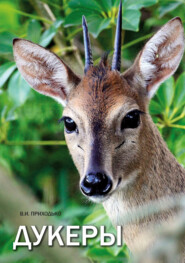 Дукеры (Cephalophinae)