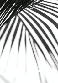 ak_ve2