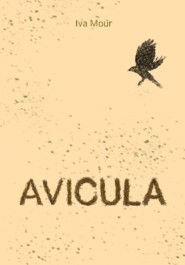Avicula