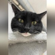 Династия приюта: Зайка и её удивительные котята
