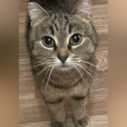 Кошка Дуся: Колючий шарм мадам Укус
