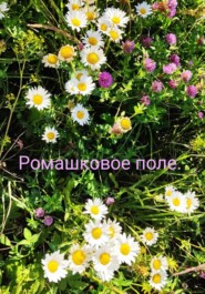 Ромашковое поле.