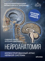 Нейроанатомия. Иллюстрированный атлас нервной системы
