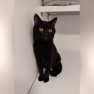 Кот Шорох: Янтарный взгляд приюта