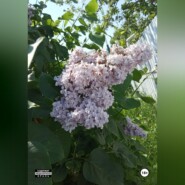 Любовь, обходящая все преграды, вопреки всему! 20 часть. Никита и Мегги
