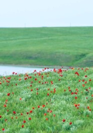 Родственные узы. Наши корни из Приманычья