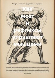 Как мозг и рефлексы управляют мышцами