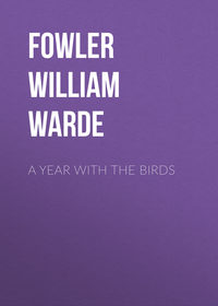 A Year with the Birds
