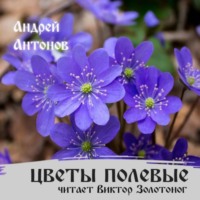 Цветы полевые