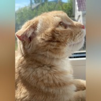 Кот по кличке Лис