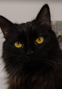 Кошка Бэлла: Угольная королева приюта