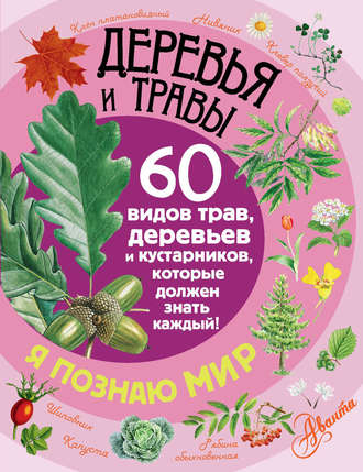 Деревья и травы. 60 видов трав, деревьев и кустарников, которые должен знать каждый