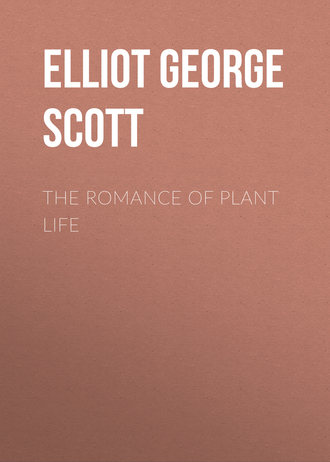 The Romance of Plant Life