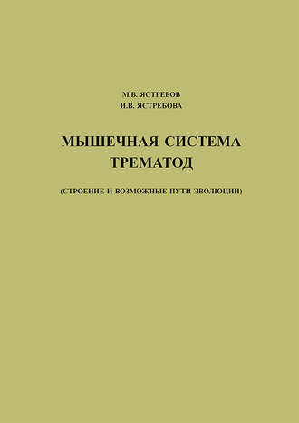 Мышечная система трематод (строение и возможные пути эволюции)