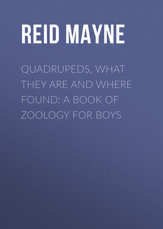 Quadrupeds, What They Are and Where Found: A Book of Zoology for Boys