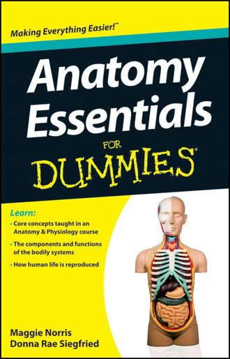 Anatomy Essentials For Dummies