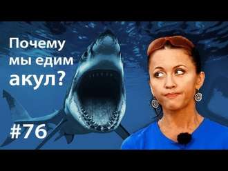 Почему мы едим акул?