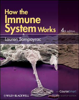 How the Immune System Works