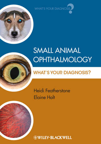 Small Animal Ophthalmology. What's Your Diagnosis?