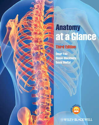 Anatomy at a Glance