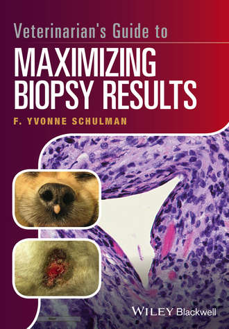 Veterinarian&apos;s Guide to Maximizing Biopsy Results