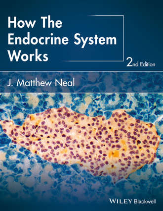 How the Endocrine System Works