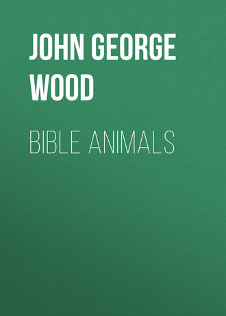 Bible Animals