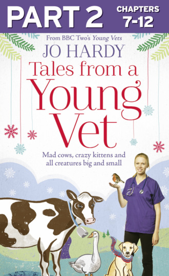 Tales from a Young Vet: Part 2 of 3: Mad cows, crazy kittens, and all creatures big and small