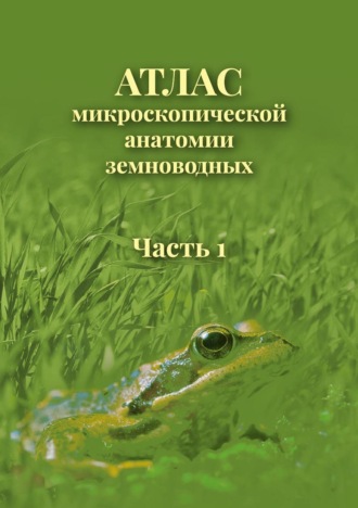 Атлас микроскопической анатомии земноводных. Часть 1