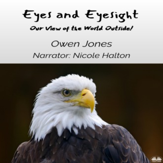 Eyes And Eyesight