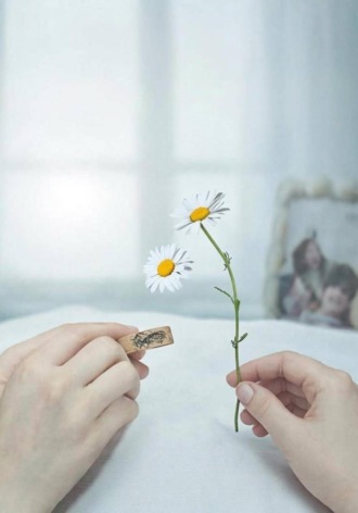 Запах ромашек